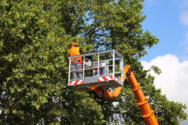 How Our Tree Care Process Works  in Buna, TX